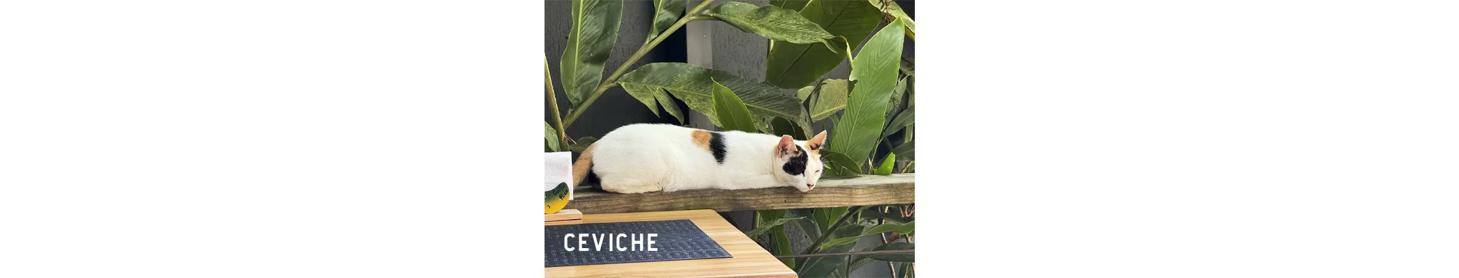 Ceviche the Cat