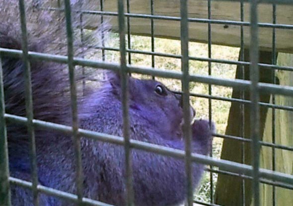 Purple Squirrel 02