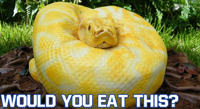 Would You Eat An Albino Python