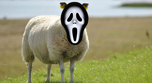 screaming sheep