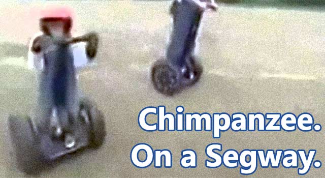 chimpanzeesegway