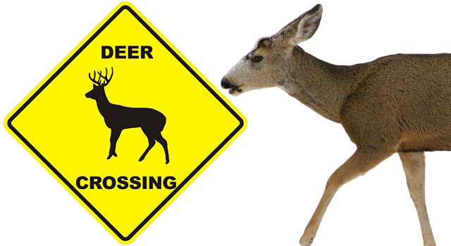 A Humorous Lesson On Deer Crossing Signs