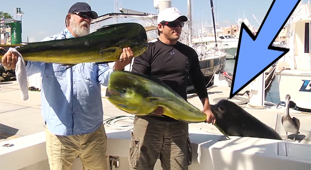 Sea Lion Steals Monster Fish From Fisherman